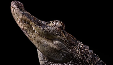 Go Behind The Scenes With Brad Wilson As He Creates Incredible Portraits Of Live Animals