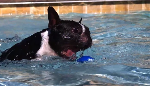 Dogs Jumping Underwater in Slow Motion (1000fps Phantom & Fastcam) with BTSV