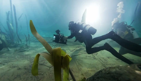 How To Fake An Underwater Scene In A Pool
