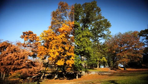Meticulous Time Lapse of Central Park Fall Colors