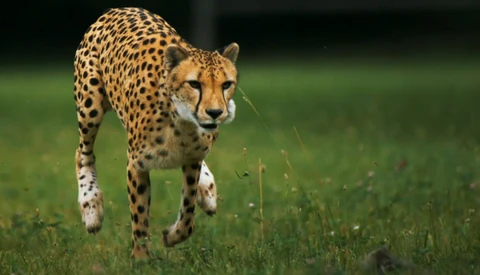 Final National Geographic Phantom Footage of Slow Motion Cheetah