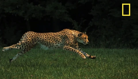 National Geographic Films Fastest Animal In Slow Mo