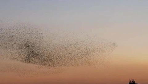 Right Place, Right Time: Capturing A Gorgeous Murmuration In The South Of France