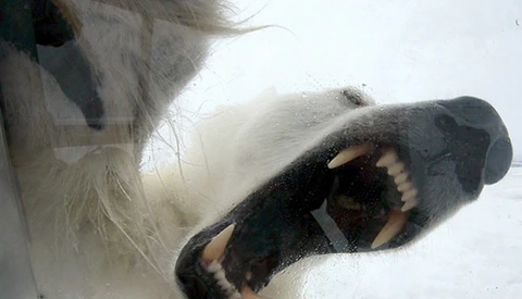 Polar Bears Have Developed A Taste For Photography
