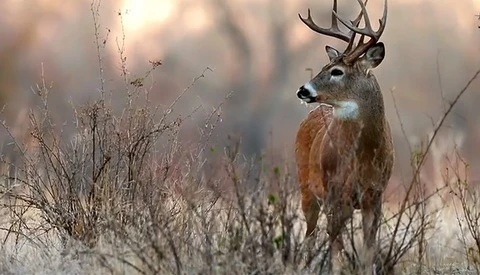 Tyler Stableford Beautifully Captures The American Outdoors For Cabela's