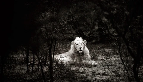 Timbavati's White Lions