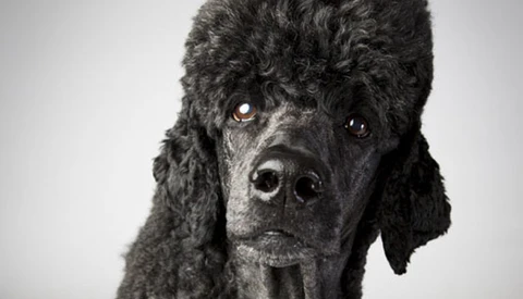 Photographing the Westminster Dog Show: Interview with Landon Nordeman