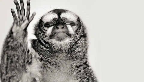 What If You Couldn't Chimp? What If You Couldn't Edit?