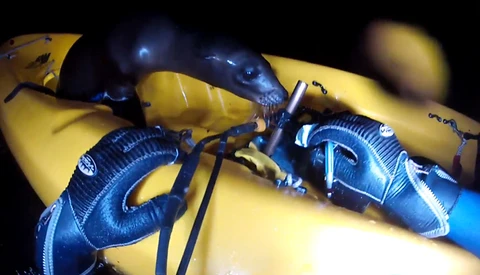 Baby Sea Lion Jumps Aboard Kayak During Dive Trip