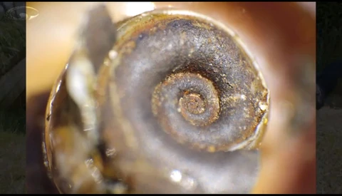 Turn Almost Any Lens Into A Macro