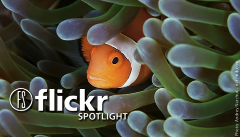 Photographers Who Found Nemo And Photographed It