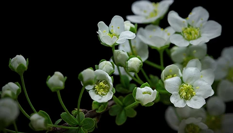 This Macro Timelapse Showing a Seed Sprouting to Flower is a Must-See