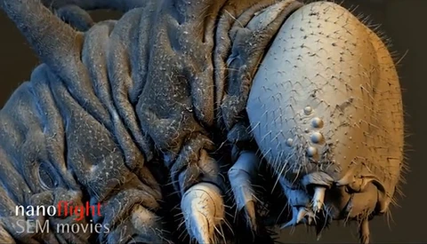 Video From an Electron Microscope Just Made The World Cooler
