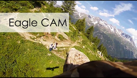 Stunning POV GoPro Video Emerges of Eagle In-Flight