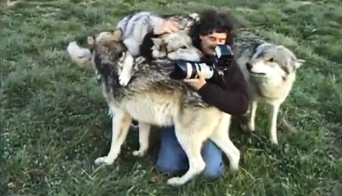 Wildlife Photographer Charms a Wolf Pack 