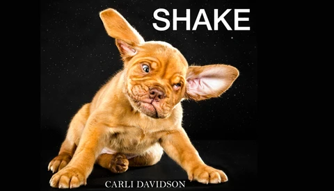 Must Read: Carli Davidson's "SHAKE" is a Glorious Compilation of Dog Cuteness