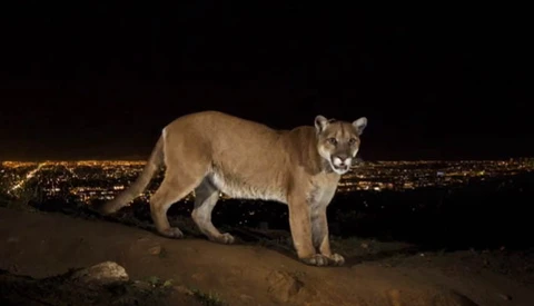BTS: Capturing Hollywood's Cougars On The Prowl Over Los Angeles