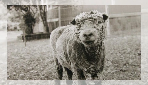 Isa Leshko's Portraits of Aging Animals