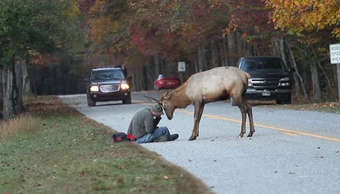 Photographer Has A Close Encounter With An Elk