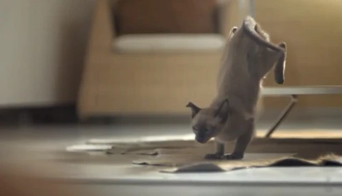 IKEA Releases 100 Cats Into a Store and the Result is Beautiful 