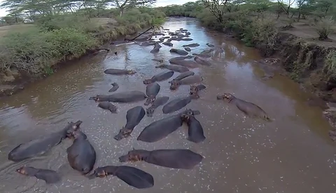 A Beautiful Aerial View Of The Serengeti Taken With A Remote-Controlled Drone