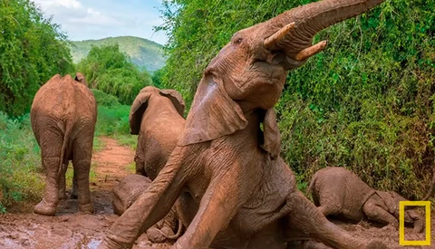 (Graphic) National Geographic Live! : Photographing Africa's Wildest Beasts