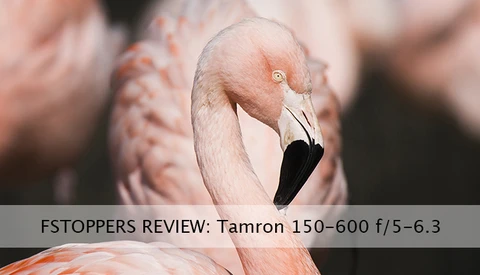 Field Testing Tamron's 150-600mm f/5.0-6.3 Proves a Positive Experience
