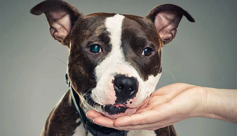 Using Photography to Change the Negative Stigma Surrounding Pitbulls