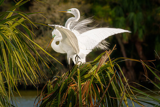 Сравнение результатов тональной коррекции