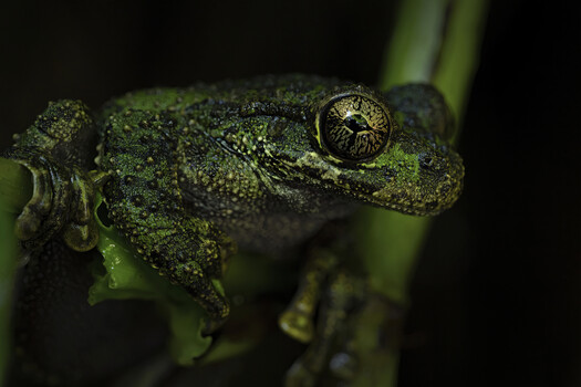 Ethical Wildlife Photography for Reptiles and Amphibians