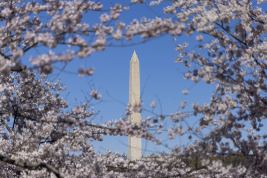 Mastering Cherry Blossom Photography in Washington D. C