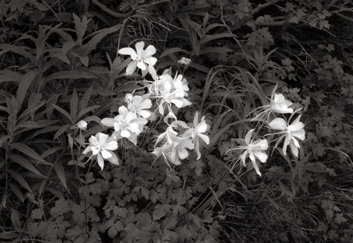 Film Photographer's Transition to Digital Black and White