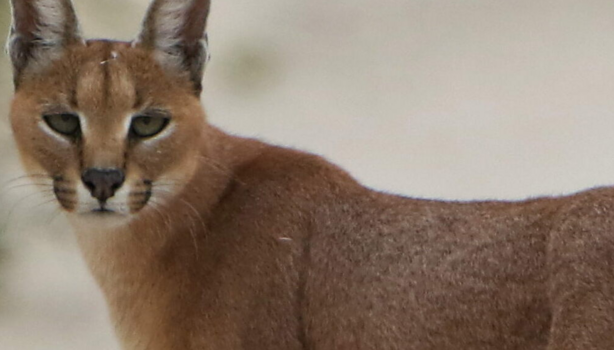A Camera Trap Just Caught One of India's Rarest Cats
