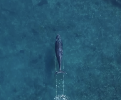 Whales Are Dragging Fishing Line Across the Pacific, and Your Photos Can Help Save Them