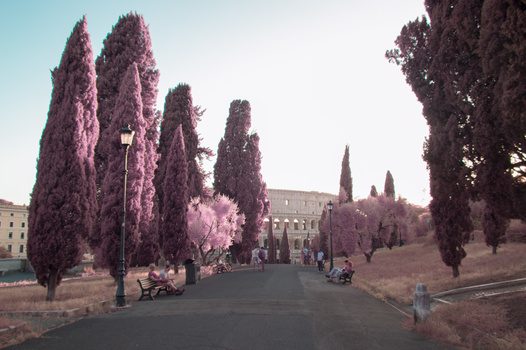 Cypress trees near the Colosseum in Rome