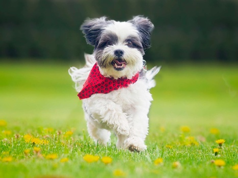 shih tzu running in field shih tzu running in field