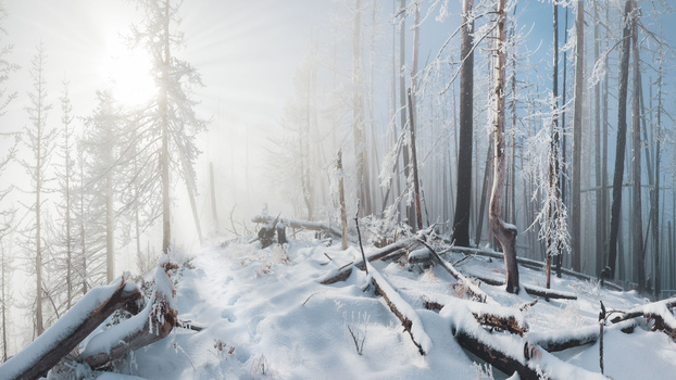 Winter forest scene on Mt.Hood in Oregon State
