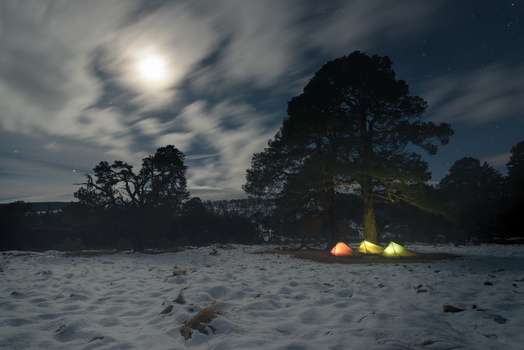 3 tents under a scots pine tree