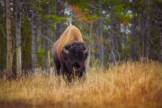 A close up shot of a buffalo in Yellowstone national park. close up shot of a buffalo in yellowstone national park