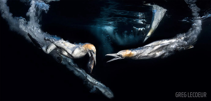 Underwater (film) visual data 8