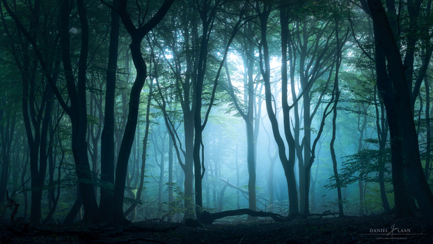 Leviathan - A moody morning in the forest - photograph by Laanscapes