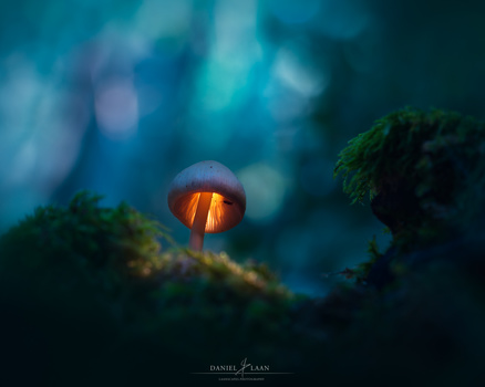 A mosquito is taking shelter inside a glowing mushroom.