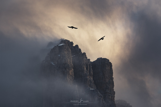 Two alpine choughs chasing each other in swirling mists.
