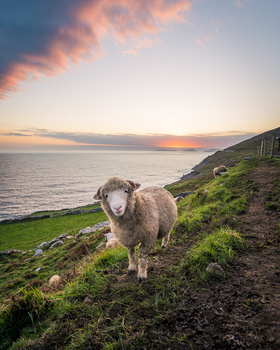 Happy sheep is happy to meet you. Sheep on a hill in the west of Ireland. Sunset near Dingle, County Kerry.