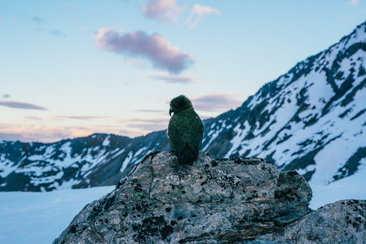 The Native Kea Bird The Native Kea Bird