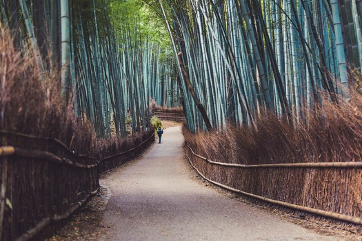 Bamboo Grove in Arashiyama Bamboo Grove in Arashiyama