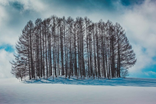 White Silence trees, snowscapes, landscape, winter