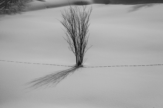 White SIlence snowscapes, landscapes, winter