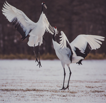 Red Crowned Cranes wildlife, crane birds, tsurui-mura