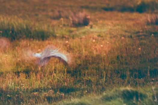 Abstract photograph of a heron taking flight.